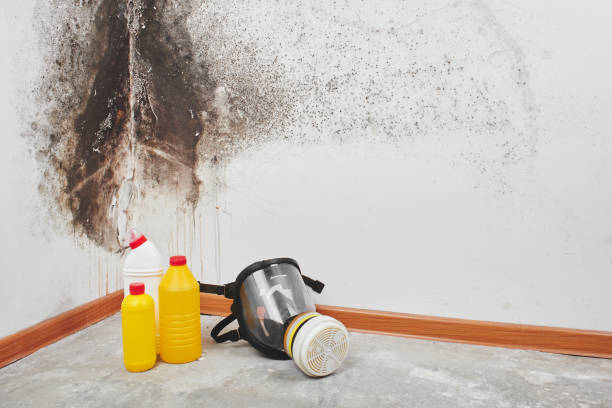 Best Basement Mold Remediation in Macon, GA