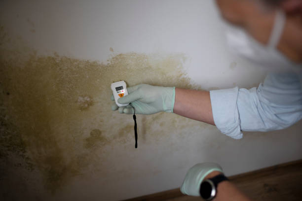 Best Mold Remediation for Specific Building Types in Macon, GA