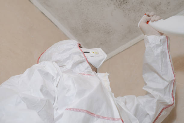 Best Post-Flood Mold Remediation in Macon, GA