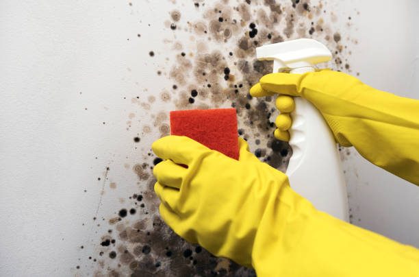 Best Residential Mold Remediation in Macon, GA