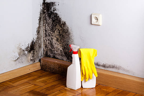 Best Bathroom Mold Remediation in Macon, GA