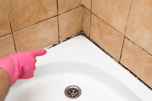 Best DIY Mold Remediation Support Services in Macon, GA